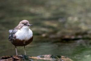 Close-up of a white-throated dipper (Cinclus cinclus) on a log with a muted background in Italy.