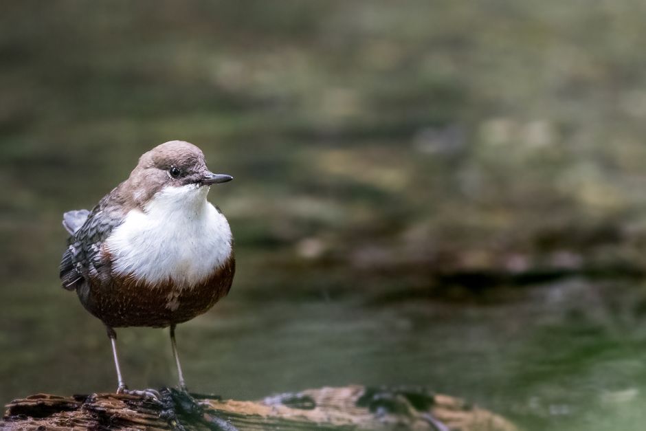 Close-up of a white-throated dipper (Cinclus cinclus) on a log with a muted background in Italy.