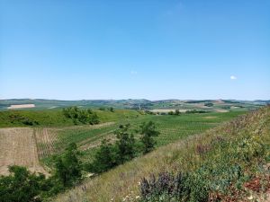 Vibrant rolling hills and farmland captured in Mădăraș, Mureş during summer.